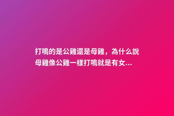 打鳴的是公雞還是母雞，為什么說母雞像公雞一樣打鳴就是有女人篡權(quán)亂世-第1張-觀點-玄機派
