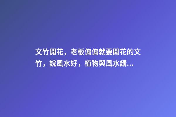 文竹開花，老板偏偏就要開花的文竹，說風水好，植物與風水講究多