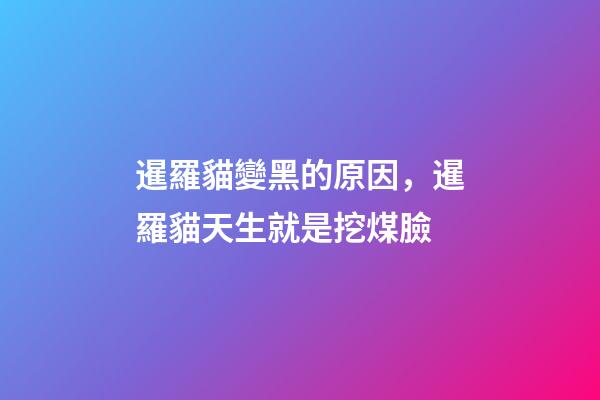暹羅貓變黑的原因，暹羅貓天生就是挖煤臉-第1張-觀點-玄機派