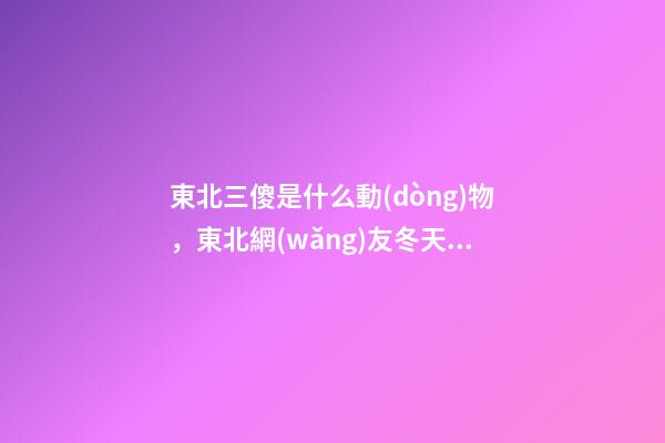 東北三傻是什么動(dòng)物，東北網(wǎng)友冬天溜二哈-第1張-觀點(diǎn)-玄機(jī)派