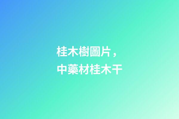 桂木樹圖片，中藥材桂木干-第1張-觀點-玄機派