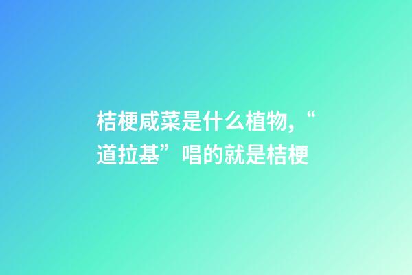 桔梗咸菜是什么植物,“道拉基”唱的就是桔梗-第1張-觀點-玄機派