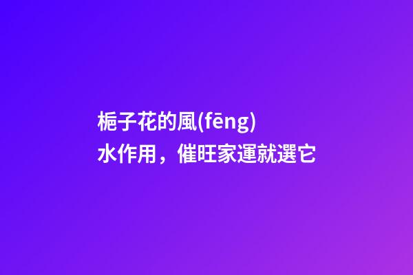 梔子花的風(fēng)水作用，催旺家運就選它