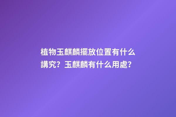 植物玉麒麟擺放位置有什么講究？玉麒麟有什么用處？