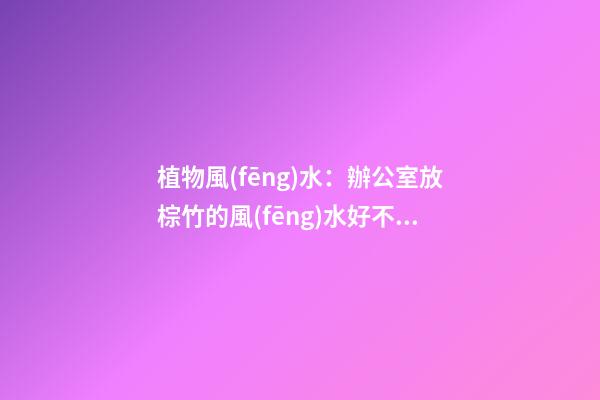 植物風(fēng)水：辦公室放棕竹的風(fēng)水好不好