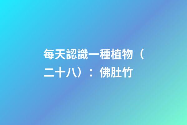 每天認識一種植物（二十八）：佛肚竹