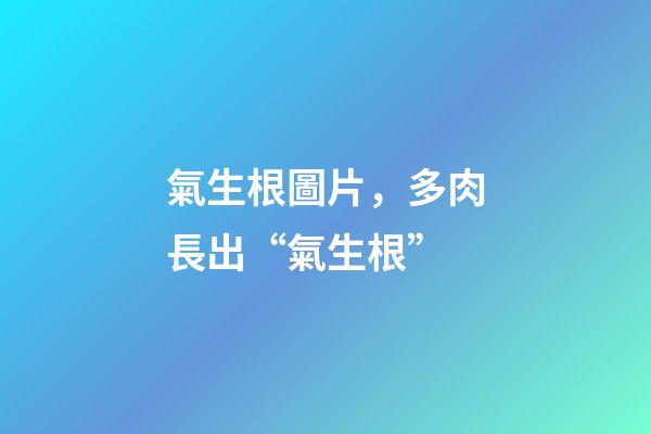 氣生根圖片，多肉長出“氣生根”-第1張-觀點-玄機派