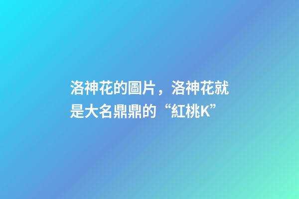 洛神花的圖片，洛神花就是大名鼎鼎的“紅桃K”-第1張-觀點-玄機派