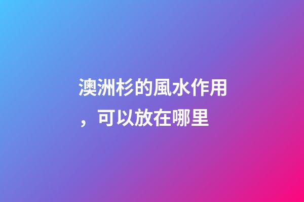 澳洲杉的風水作用，可以放在哪里