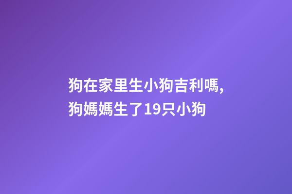 狗在家里生小狗吉利嗎,狗媽媽生了19只小狗-第1張-觀點(diǎn)-玄機(jī)派