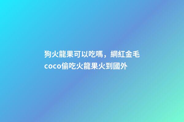 狗火龍果可以吃嗎，網紅金毛coco偷吃火龍果火到國外