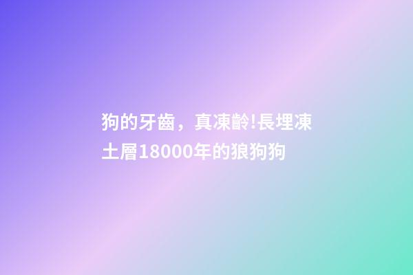 狗的牙齒，真凍齡!長埋凍土層18000年的狼狗狗-第1張-觀點-玄機派