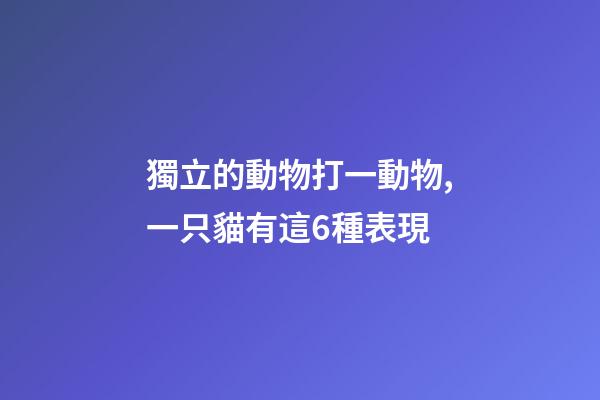 獨立的動物打一動物,一只貓有這6種表現-第1張-觀點-玄機派