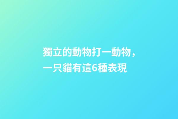 獨立的動物打一動物，一只貓有這6種表現-第1張-觀點-玄機派