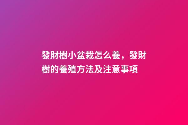 發財樹小盆栽怎么養，發財樹的養殖方法及注意事項-第1張-觀點-玄機派
