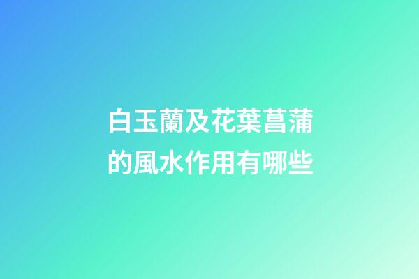 白玉蘭及花葉菖蒲的風水作用有哪些?