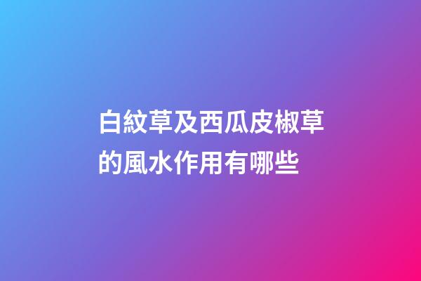 白紋草及西瓜皮椒草的風水作用有哪些?
