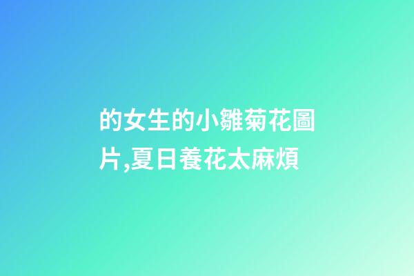 的女生的小雛菊花圖片,夏日養花太麻煩-第1張-觀點-玄機派