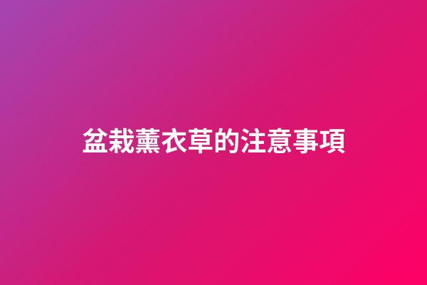 盆栽薰衣草的注意事項