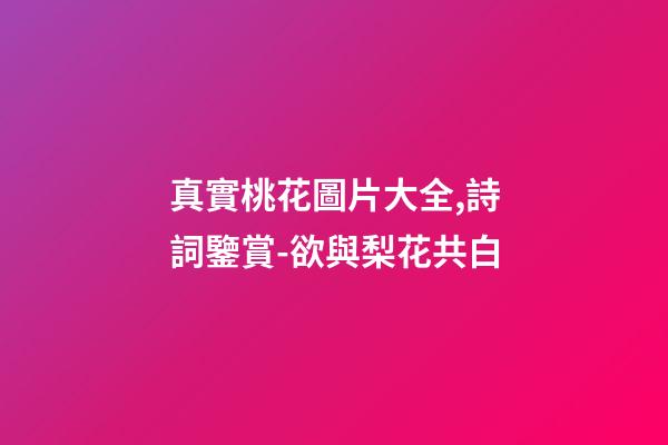 真實桃花圖片大全,詩詞鑒賞-欲與梨花共白-第1張-觀點-玄機派