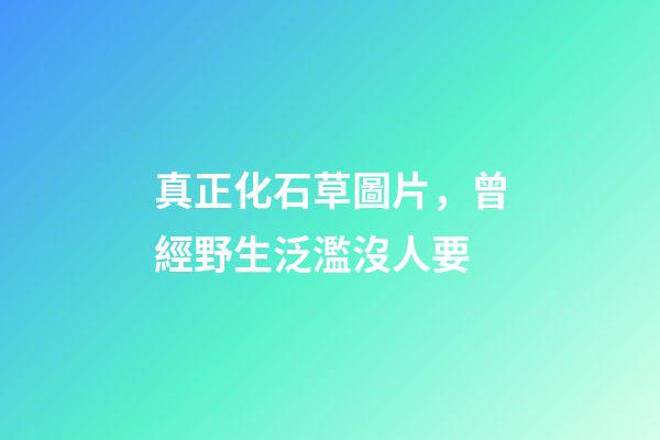 真正化石草圖片，曾經野生泛濫沒人要-第1張-觀點-玄機派