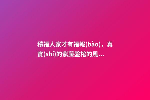 積福人家才有福報(bào)，真實(shí)的紫藤盤棺的風(fēng)水故事