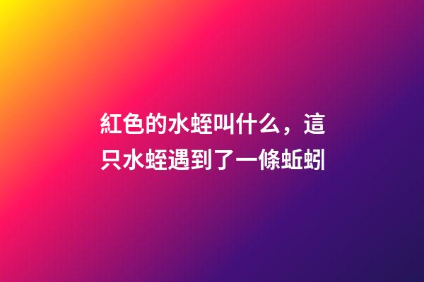 紅色的水蛭叫什么，這只水蛭遇到了一條蚯蚓-第1張-觀點(diǎn)-玄機(jī)派
