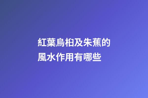 紅葉烏桕及朱蕉的風水作用有哪些?