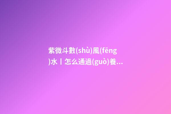 紫微斗數(shù)風(fēng)水丨怎么通過(guò)養(yǎng)狗旺風(fēng)水？