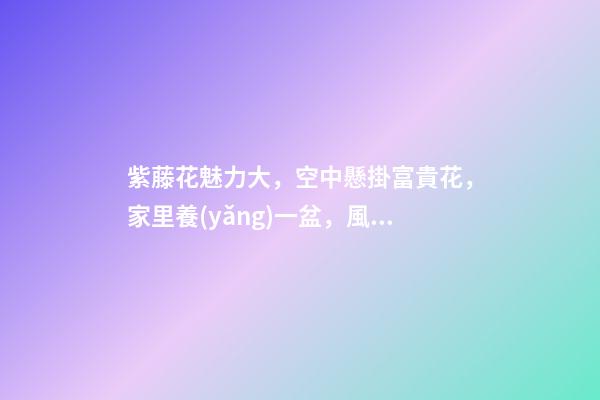 紫藤花魅力大，空中懸掛富貴花，家里養(yǎng)一盆，風(fēng)水保家