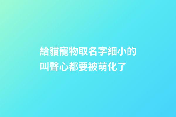 給貓寵物取名字細小的叫聲心都要被萌化了