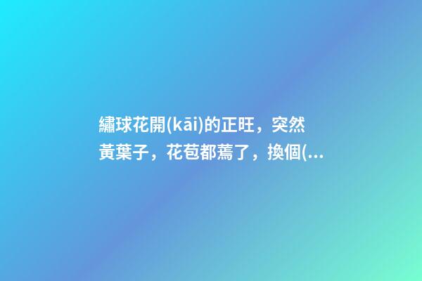 繡球花開(kāi)的正旺，突然黃葉子，花苞都蔫了，換個(gè)“風(fēng)水寶地”養(yǎng)