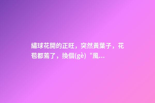 繡球花開的正旺，突然黃葉子，花苞都蔫了，換個(gè)“風(fēng)水寶地”養(yǎng)