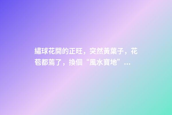 繡球花開的正旺，突然黃葉子，花苞都蔫了，換個“風水寶地”養(yǎng)