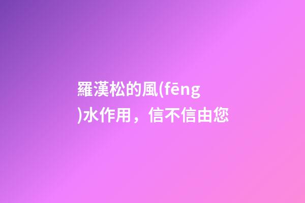 羅漢松的風(fēng)水作用，信不信由您
