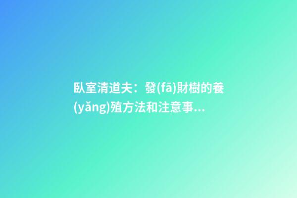 臥室清道夫：發(fā)財樹的養(yǎng)殖方法和注意事項