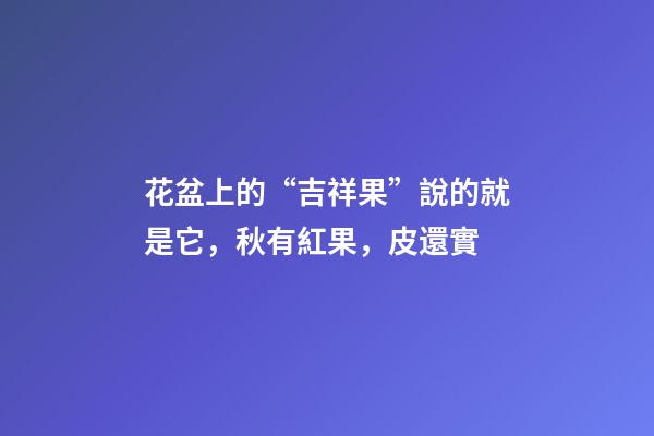 花盆上的“吉祥果”說的就是它，秋有紅果，皮還實