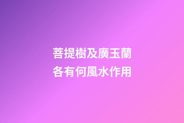菩提樹及廣玉蘭各有何風水作用?