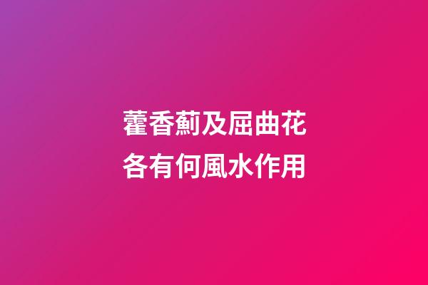 藿香薊及屈曲花各有何風水作用?