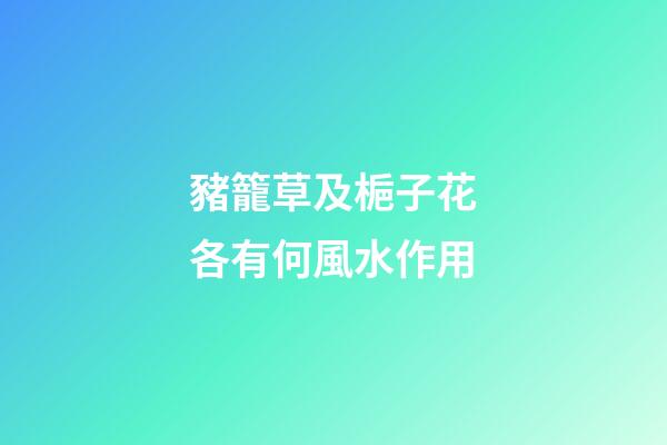 豬籠草及梔子花各有何風水作用?