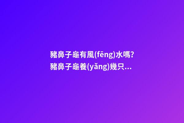 豬鼻子龜有風(fēng)水嗎？豬鼻子龜養(yǎng)幾只比較好？
