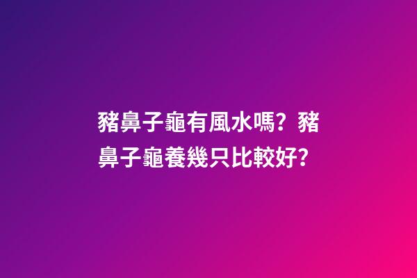 豬鼻子龜有風水嗎？豬鼻子龜養幾只比較好？