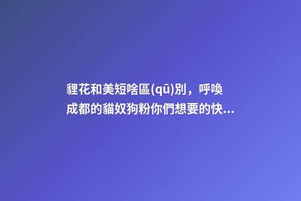 貍花和美短啥區(qū)別，呼喚成都的貓奴狗粉你們想要的快樂都在這些地方~-第1張-觀點-玄機派