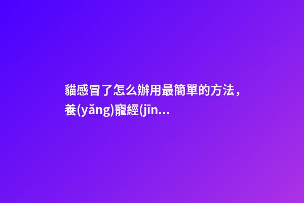 貓感冒了怎么辦用最簡單的方法，養(yǎng)寵經(jīng)驗貓感冒了怎么治-第1張-觀點-玄機派