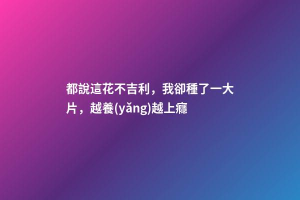 都說這花不吉利，我卻種了一大片，越養(yǎng)越上癮
