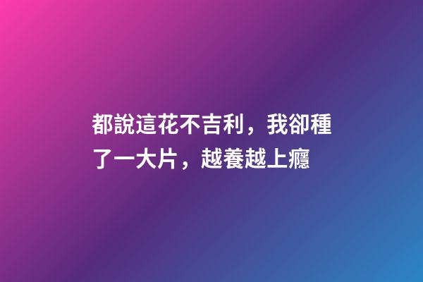 都說這花不吉利，我卻種了一大片，越養越上癮