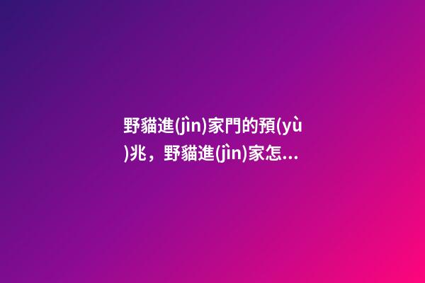 野貓進(jìn)家門的預(yù)兆，野貓進(jìn)家怎么辦