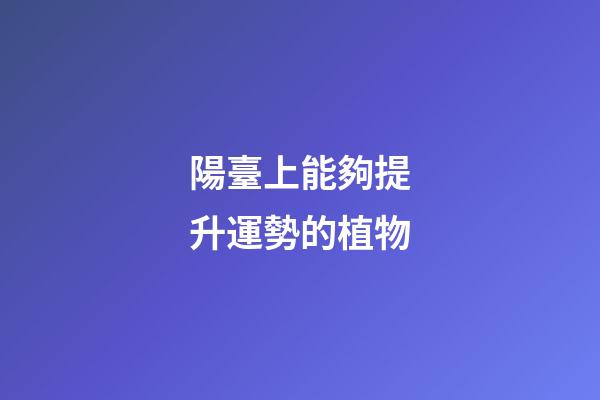陽臺上能夠提升運勢的植物