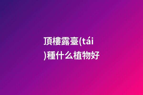 頂樓露臺(tái)種什么植物好