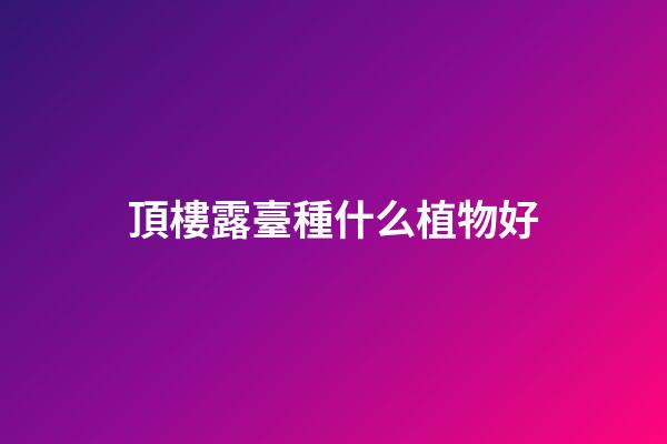 頂樓露臺種什么植物好